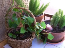 69 ferns and pothos.jpg