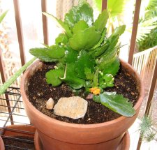 0070 kalanchoe orange.jpg