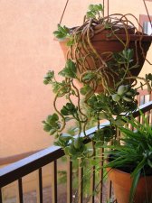 74 Hanging Kalanchoe.jpg