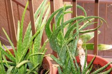 83 Aloe Vera.jpg
