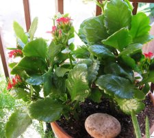 71 kalanchoe.jpg