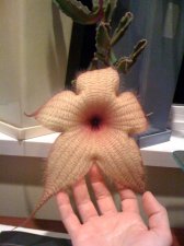Flower photo 2.jpg