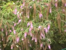 h likes buddlea 08 2.JPG