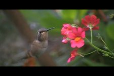 10h w nemesia hb09.JPG