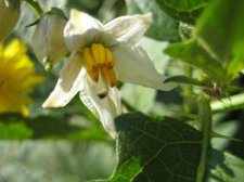 Blakes plant pictures 018.jpg