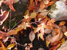 DSCN4306.jpg