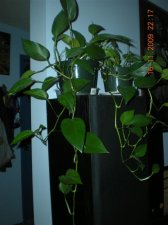 Picture 164 (Medium).jpg