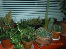 Picture 163 (Medium).jpg