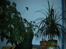 Picture 162 (Medium).jpg