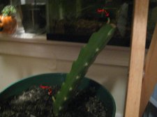 Picture 035.jpg