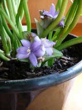 Hom NOT flowers1109.jpg