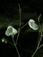 Spelaeanthus chinii 2m.jpg