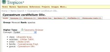 Cyanastrum.jpg