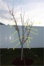 Proposed Prune.jpg