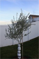 olive1.jpg