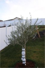 olive2.jpg