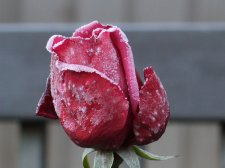P1030644-crop.jpg