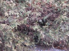 IMG_7770.JPG