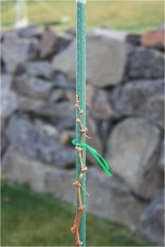 Reisling 2.jpg