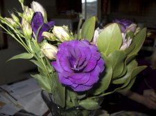 flower1.jpg