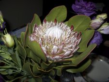 flower2.jpg