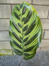 C. makoyana leaf.jpg