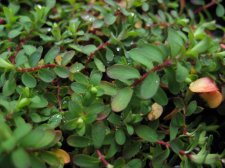 Dwarf Hypericum CloseUp.JPG