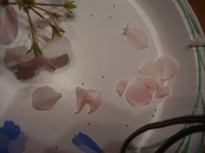 seedd.jpg