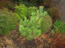 Pinus thunbergii.JPG