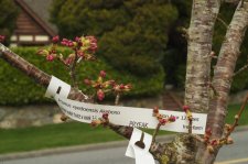 20080327_Marpole_Akebono_Loveless_025.jpg