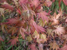 april 2009 019.JPG
