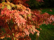 Fall's fire.jpg