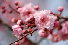 080322_Arbutus_Blireiana_Lin_7098.jpg