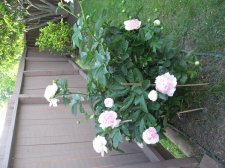 IMG_0662.jpg