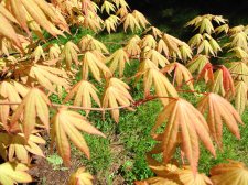MaplesMay2009 235.jpg