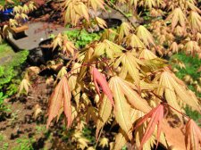 MaplesMay2009 238.jpg
