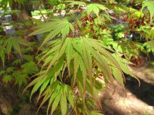 MaplesMay2009 414.jpg
