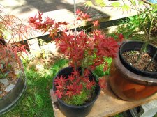 MaplesMay2009 169.jpg