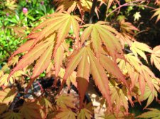 MaplesMay2009 133.jpg