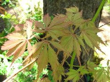 MaplesMay2009 486.jpg