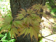 MaplesMay2009 488.jpg