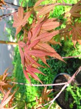 MaplesMay2009 480 (Custom).jpg