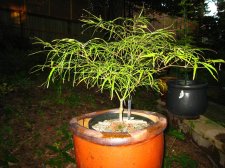 Japanese Maples August 2007 236 (Custom).jpg
