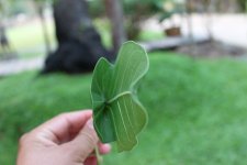 leaf3.jpg