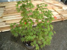 MaplesMay2009 544 (Custom).jpg