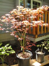 MaplesMay2009 374 (Custom).jpg