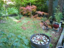 Japanese Maples August 2007 118 (Custom).jpg