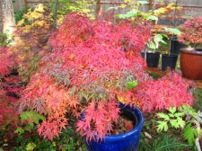 Japanese Maples October 2009 (59) (Custom).jpg