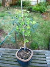 Japanese Maples August 2007 152 (Custom).jpg