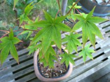 Japanese Maples August 2007 155 (Custom).jpg